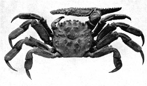 Image of Platychirograpsus spectabilis